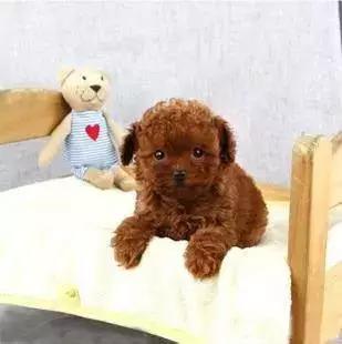 泰迪犬最新流行名字，時代變遷中的命名趨勢與影響