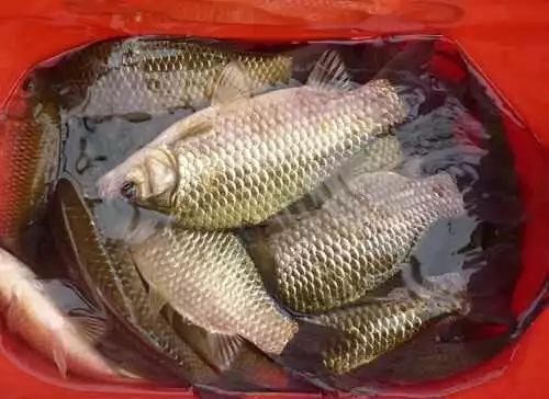 最新野釣鯽魚視頻教程，詳細(xì)步驟指南