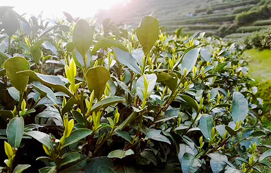 龍井最新動(dòng)態(tài)，綠色之旅探尋內(nèi)心平靜之旅