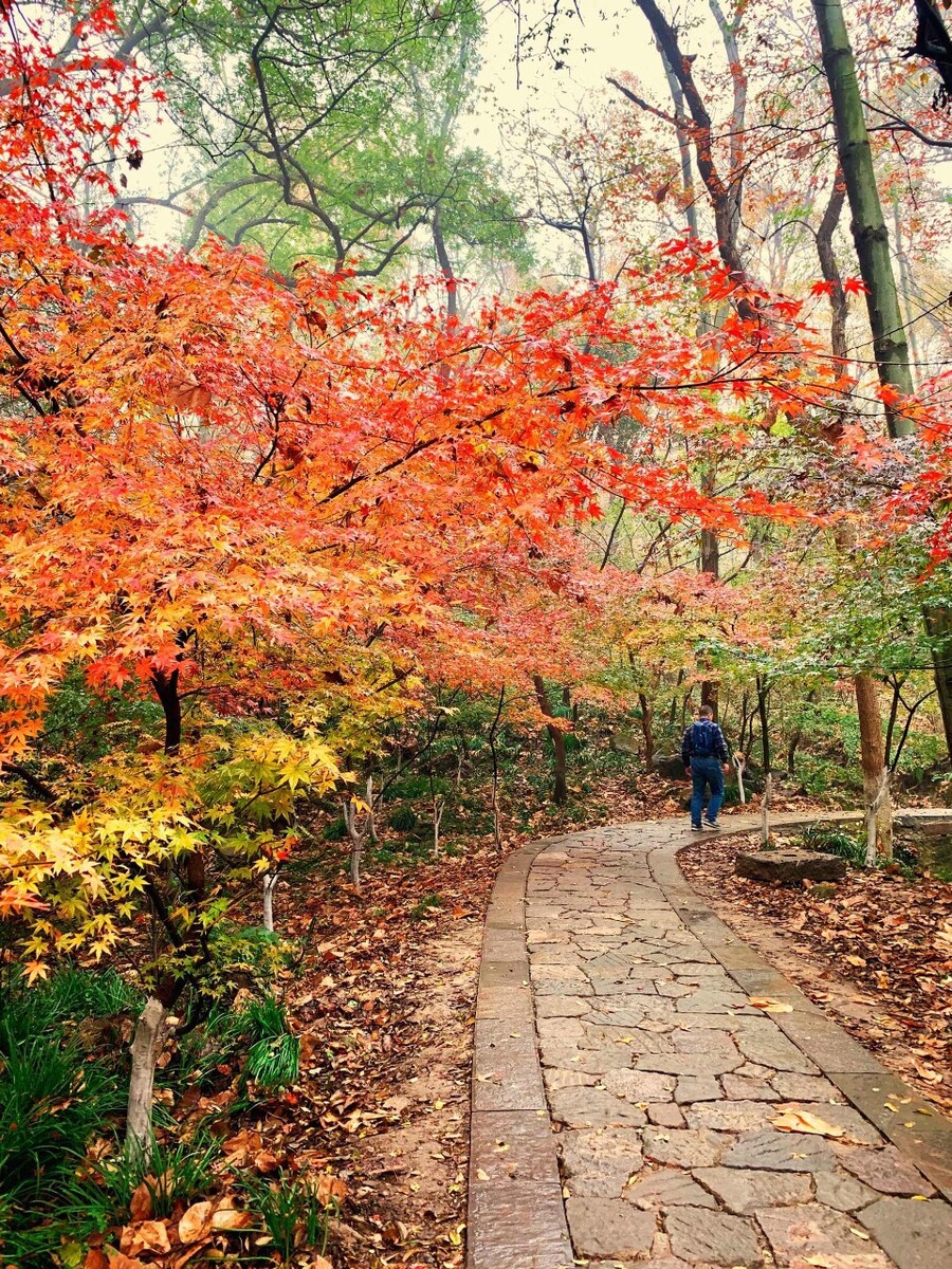最新棲霞山紅葉美景，秋意濃郁醉美棲霞