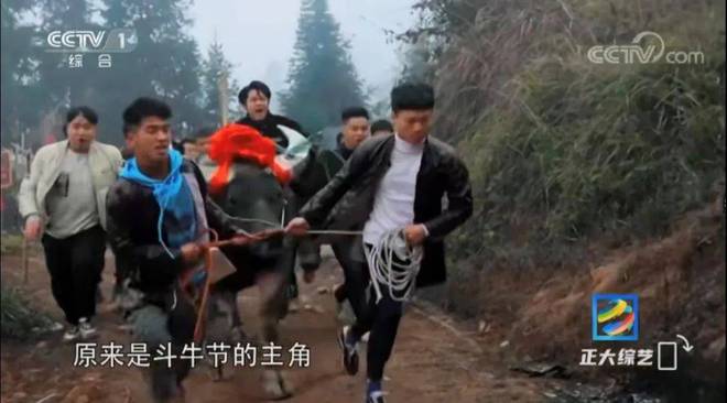貴州斗牛視頻，探尋自然美景，感受內(nèi)心的平和與寧?kù)o