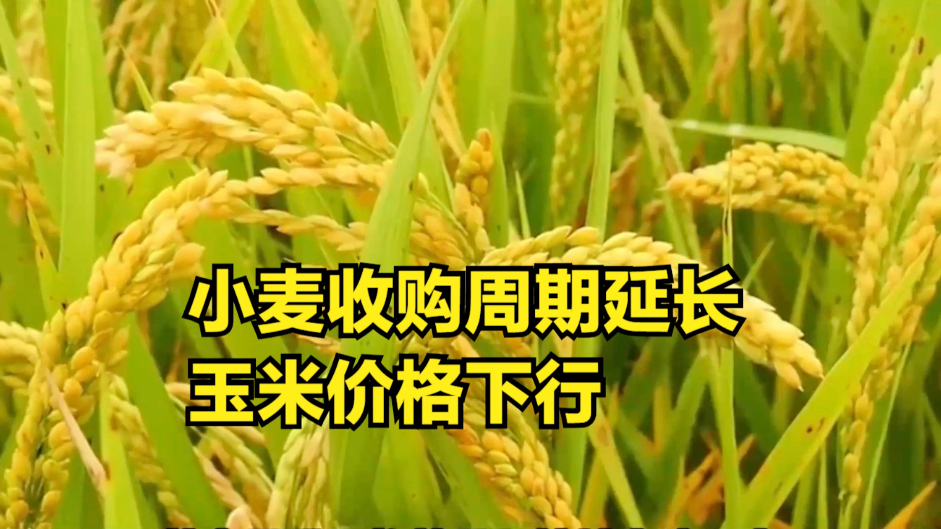 新麥最新價格，一粒種子的成長與勵志故事