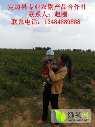定邊土豆最新價格揭秘，小巷深處的土豆秘境探秘