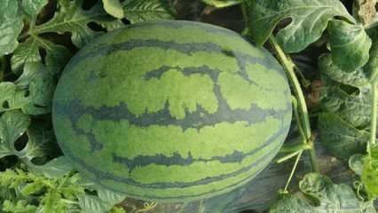 臨沂西瓜價格最新動態(tài)，市場行情及分析摘要