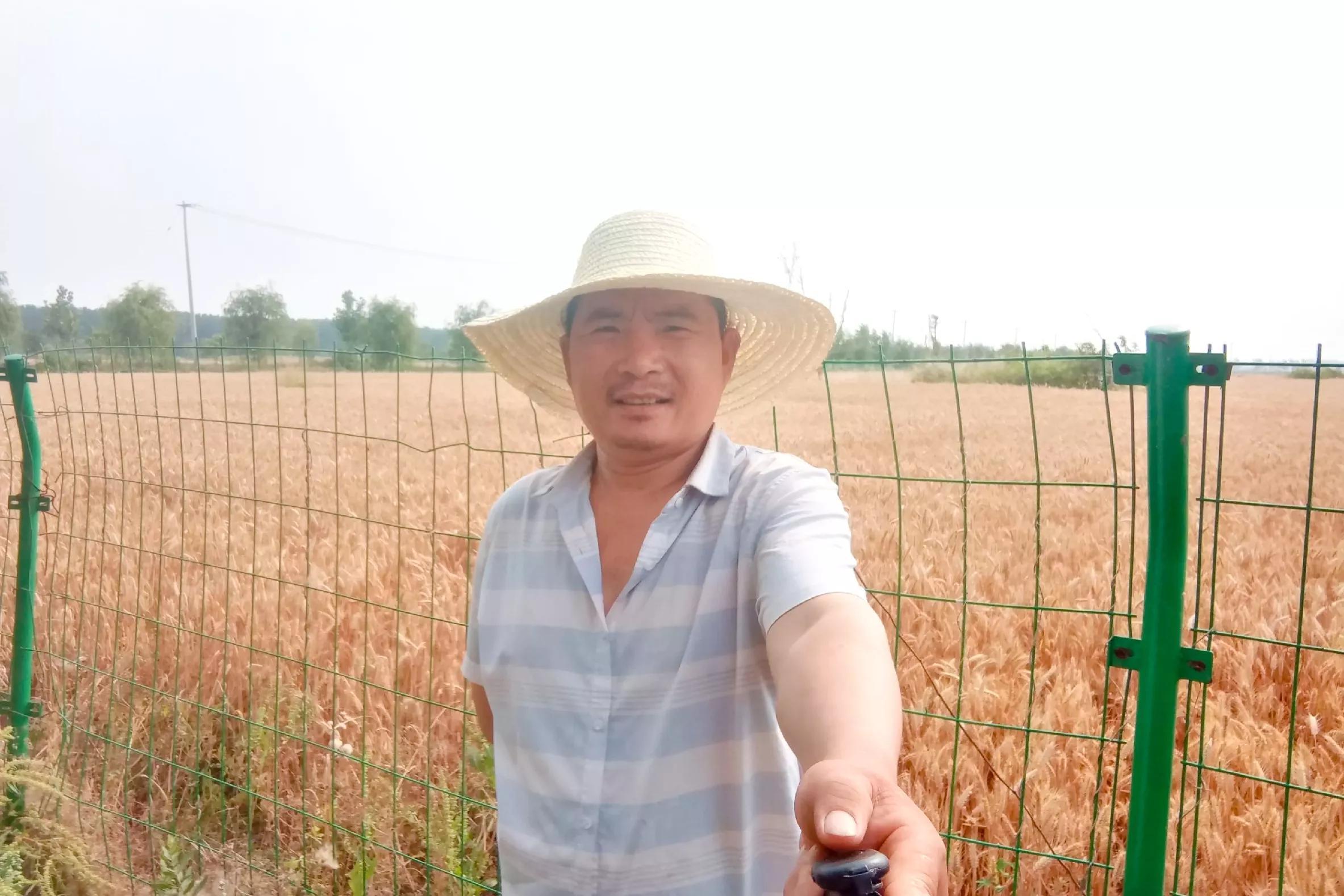 優(yōu)質(zhì)小麥最新價格行情報告