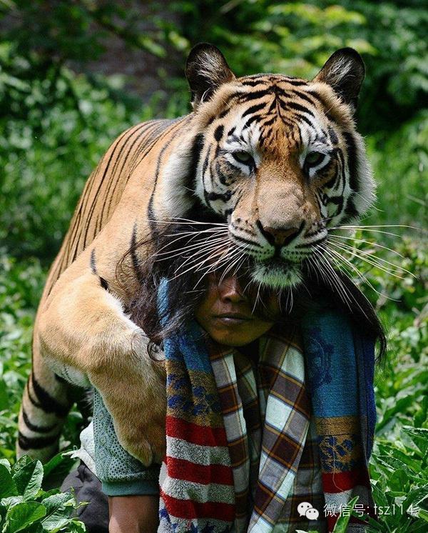 最新版人與獸技能學(xué)習(xí)與實(shí)踐步驟指南，人與獸的互動(dòng)技能提升秘籍