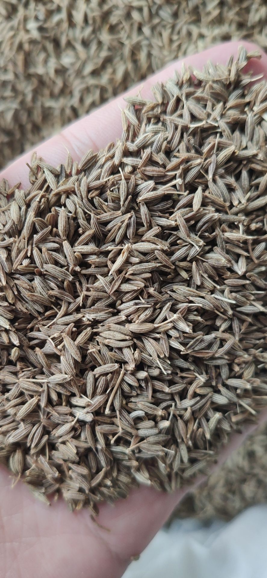 甘肅孜然價格最新動態(tài)