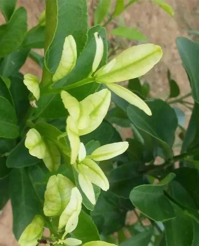 黃龍病防治最新秘籍，小巷深處的健康守護(hù)者揭秘防治秘訣