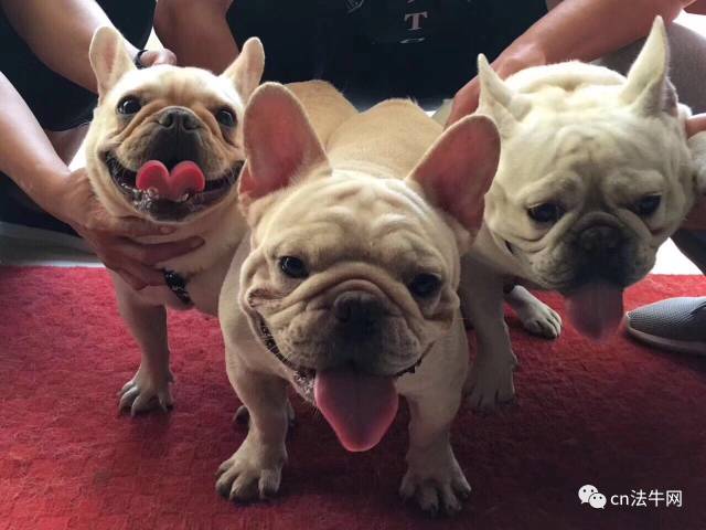 天一犬舍最新種公，輝煌血統(tǒng)卓越代表亮相！