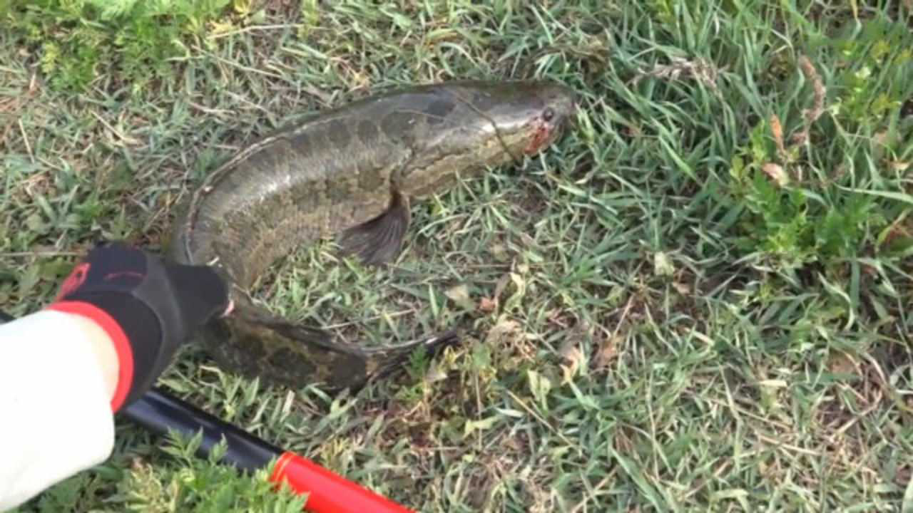 最新逗釣黑魚(yú)視頻，深度探討釣魚(yú)技巧，揭秘黑魚(yú)垂釣秘籍