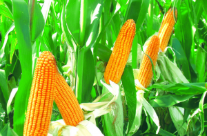 大連玉米價格最新動態(tài)更新