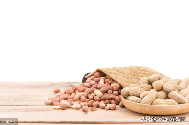 河南今日花生米最新價(jià)格，一粒種子的成長與力量的蛻變