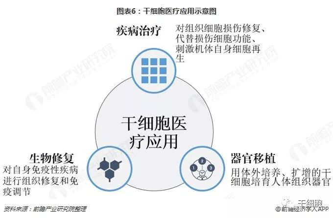干細(xì)胞政策最新動態(tài)及溫馨日常消息解讀