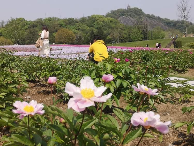 辰山植物園最新動態(tài)與資訊????