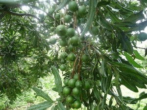 2024全新澳版免費資料集，植物防護秘籍——九天太仙FLQ414.11