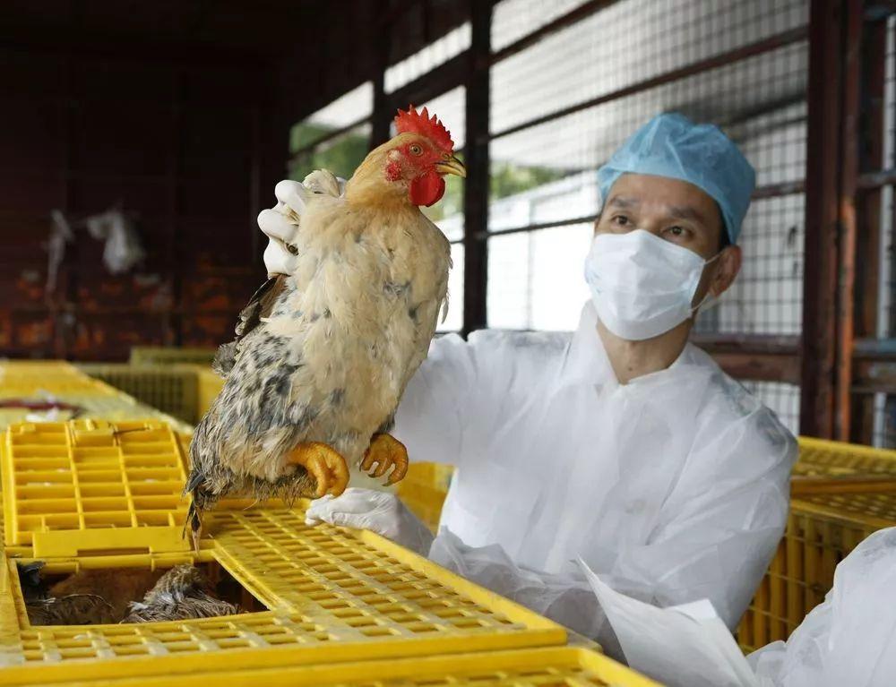 廣東H7N9最新消息，科普解讀與公眾關注要點