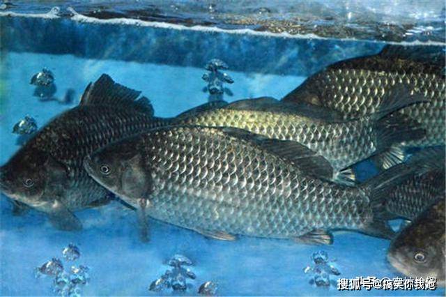 鯽魚最新價(jià)格概覽，最新市場動態(tài)與價(jià)格分析