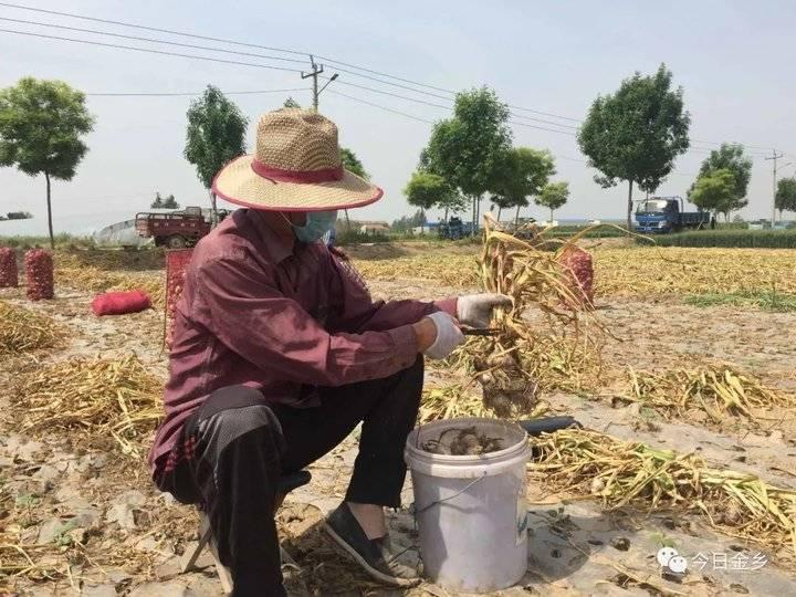 金鄉(xiāng)大蒜論壇最新價格與市場走勢多元觀點分析