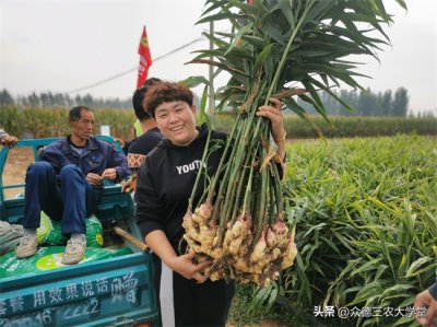 山東安丘大姜最新價格，時代印記與市場的脈動