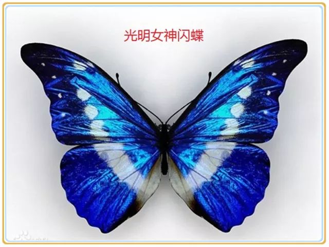 蝴蝶最新底板，技術(shù)革新與市場競爭的交匯點探索