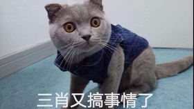 最準(zhǔn)一碼一肖100%噢,蜜袋鼯常見問題全面解答_50.02.13楊子
