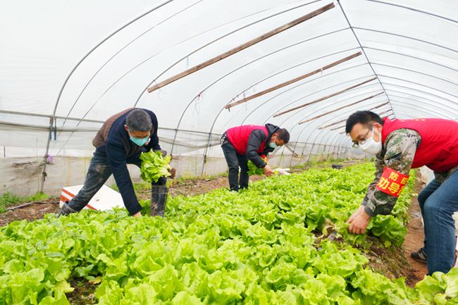 今日大蒜市場(chǎng)最新動(dòng)態(tài)，價(jià)格變化中的學(xué)習(xí)助力自信與夢(mèng)想實(shí)現(xiàn)