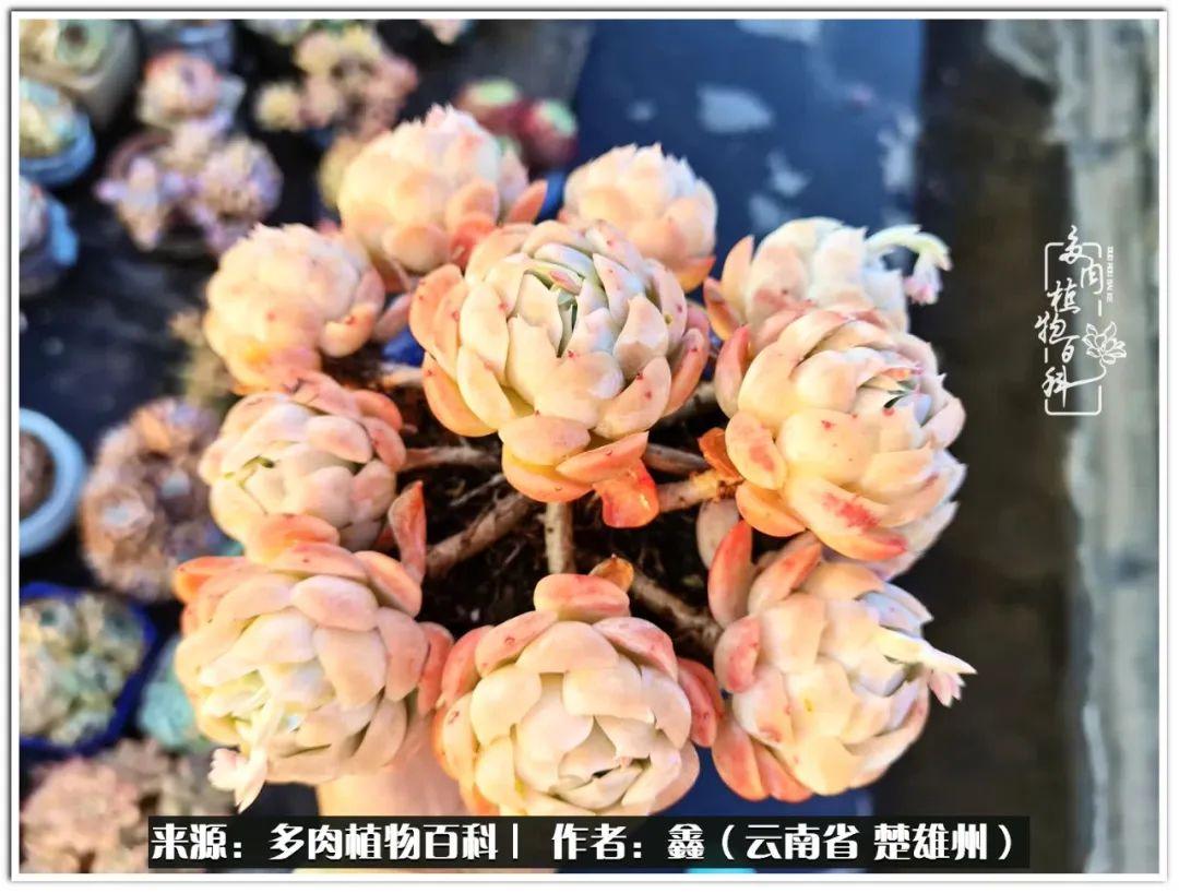 無人直播加盟，日常趣事與友情紐帶的直播間之旅