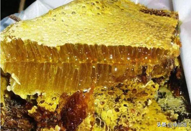 蜂蜜收購商動(dòng)態(tài)更新，學(xué)習(xí)之旅中的自信與甜蜜成就融合之路
