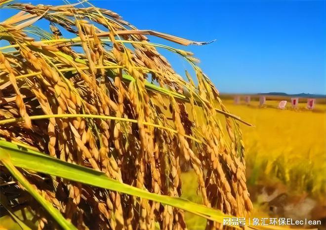 陳化糧稻谷最新價(jià)格，稻米之旅的心靈探尋