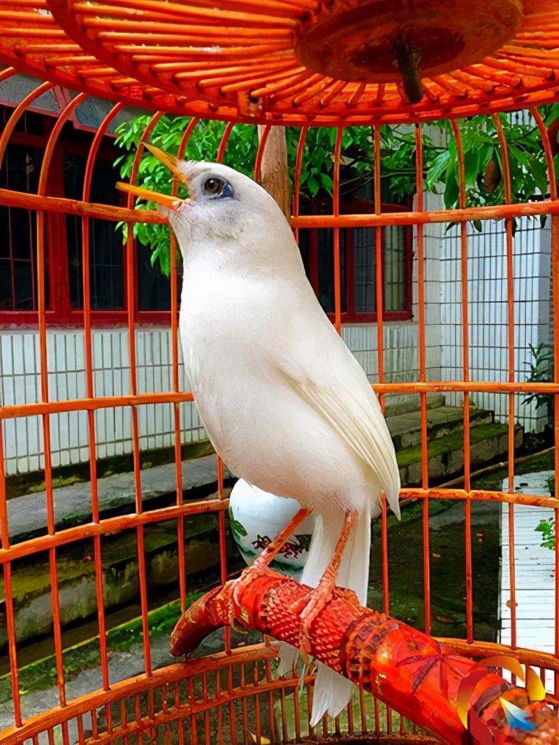 來(lái)鳳房屋出售最新消息,來(lái)鳳房屋出售最新消息，詳細(xì)步驟指南