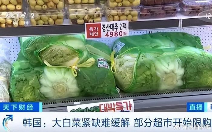 青州白菜最新行情，成長與勵志的故事同步展開