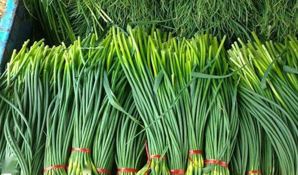 蒜苔產(chǎn)地價(jià)格最新行情及市場(chǎng)趨勢(shì)與影響因素分析概覽
