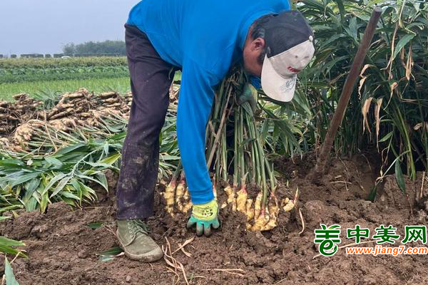 平度大姜最新價(jià)格行情與友情的溫馨故事