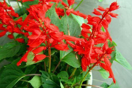 花都地鐵8號(hào)線最新規(guī)劃，溫馨旅程的藍(lán)圖揭秘