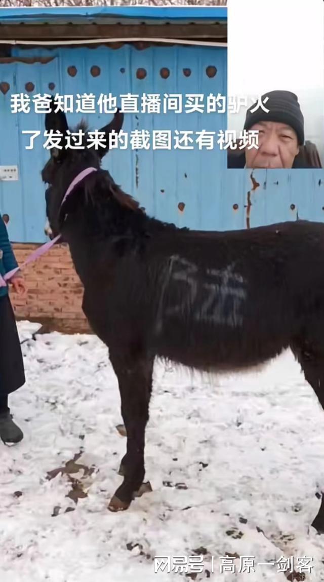 二驢罵仙洋最新視頻引發(fā)熱議，科技新品重塑生活體驗(yàn)亮相亮相