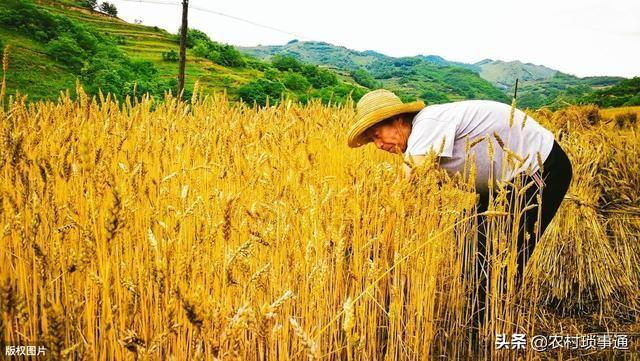 荊州玉米價格實時更新與最新行情
