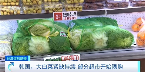 河北大白菜最新價格揭秘，一顆菜的力量展現(xiàn)自信變遷