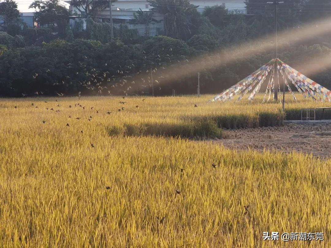 厚街最新招聘煮飯阿姨,厚街最新招聘煮飯阿姨，家庭廚師的全新啟程