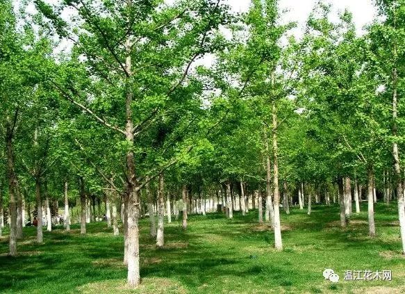 東北苗木求購最新信息,東北苗木求購最新信息——科技引領綠色未來