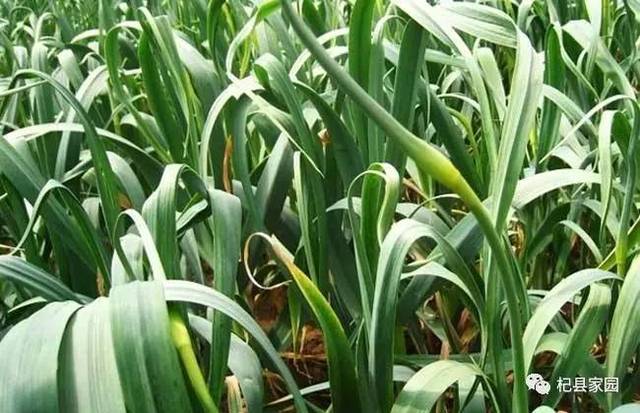 杞縣蒜苔最新價(jià)格行情解析，獲取與理解價(jià)格走勢(shì)的全面指南