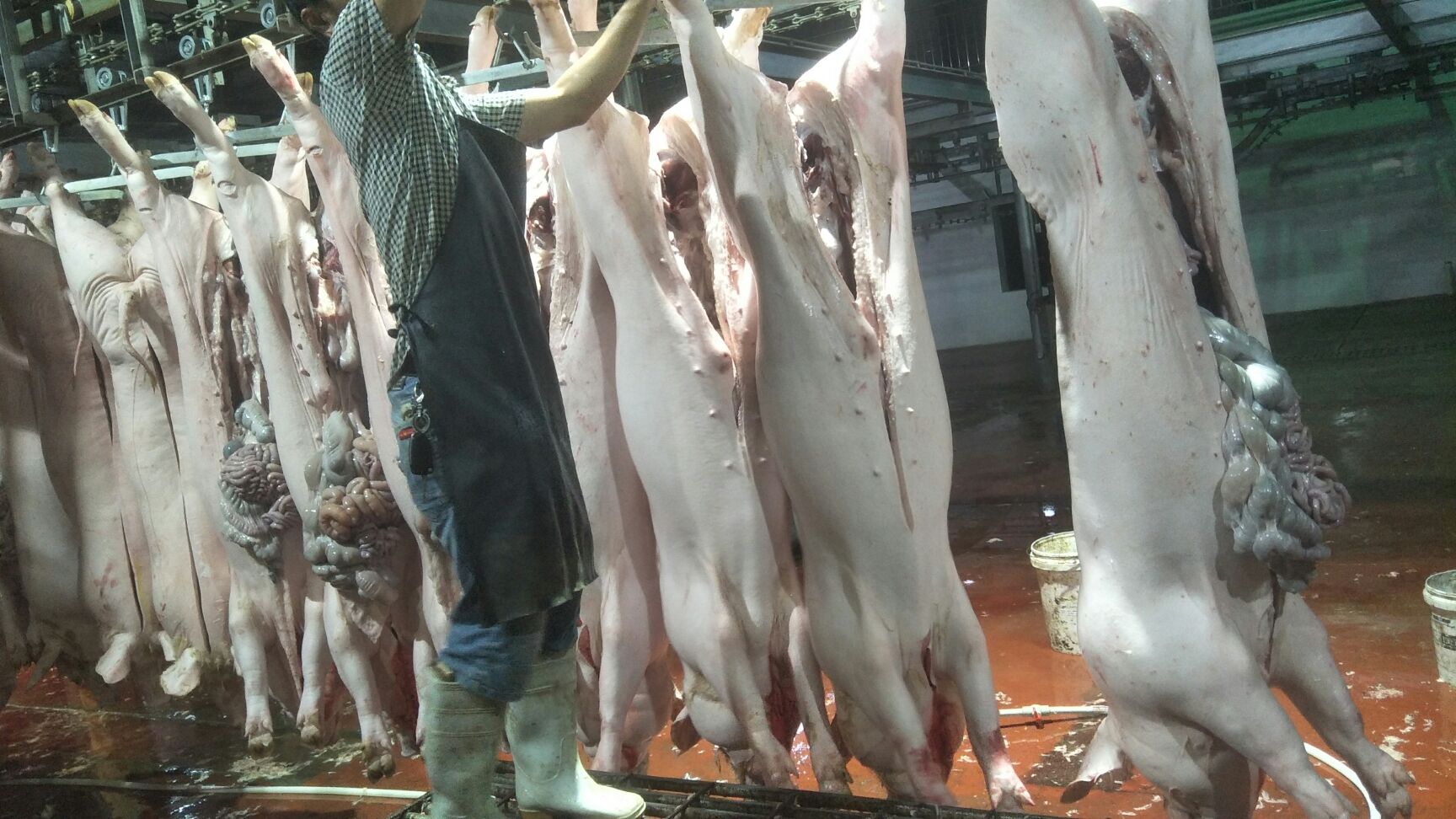 白條肉批發(fā)價(jià)最新動態(tài)，新鮮價(jià)格出爐！