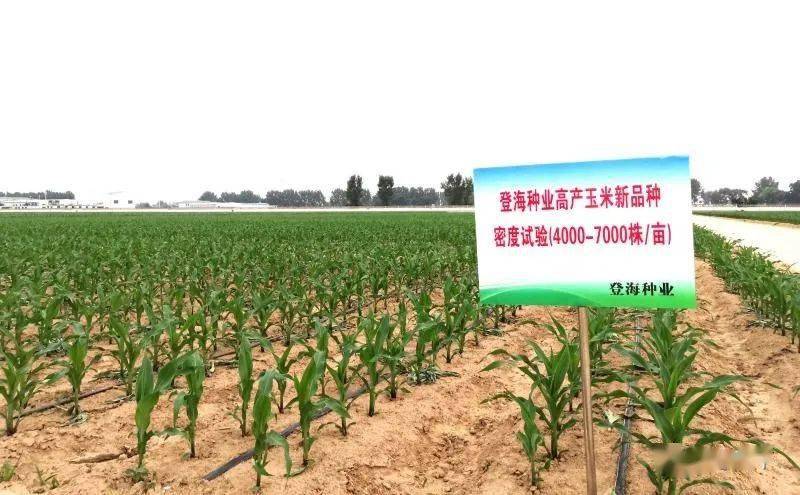 登海種業(yè)最新玉米種,登海種業(yè)最新玉米種，科技育種的新里程碑