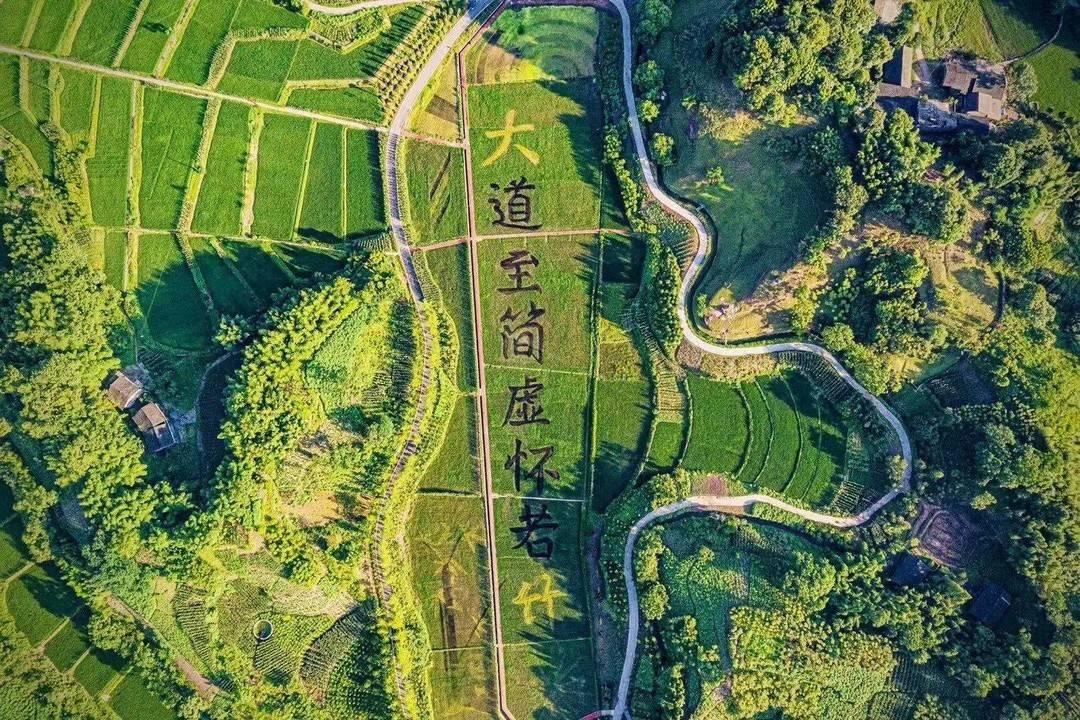 大竹最新新聞動態(tài)，觀點闡述與深度解析