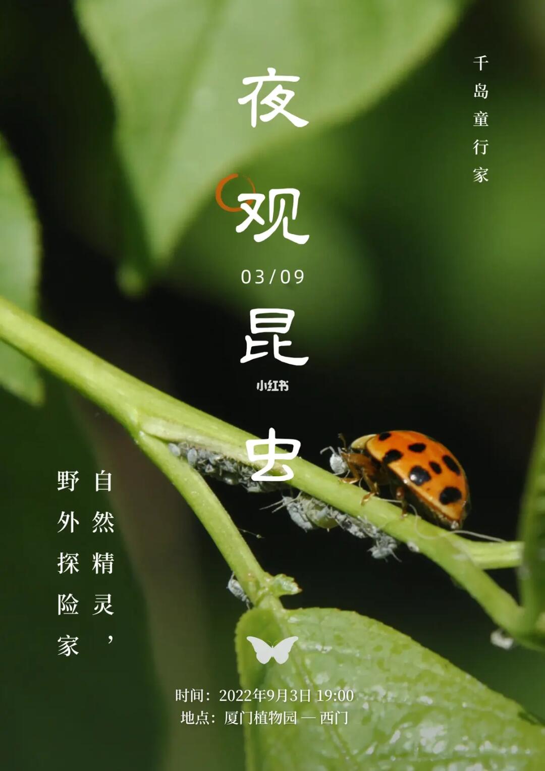 最新夜蟲(chóng)秀，星光下的時(shí)尚狂歡之夜