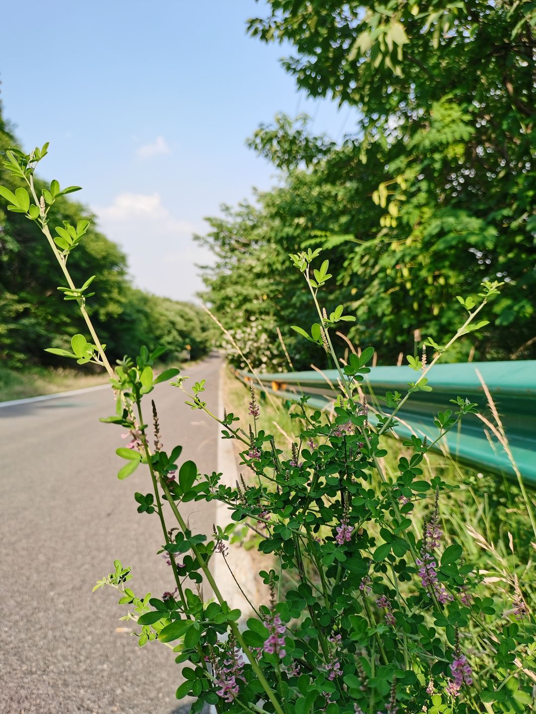 野花路最新現(xiàn)象，深度解析與觀點闡述