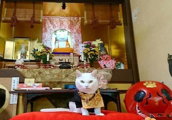 神龕商店最新奇遇記揭秘