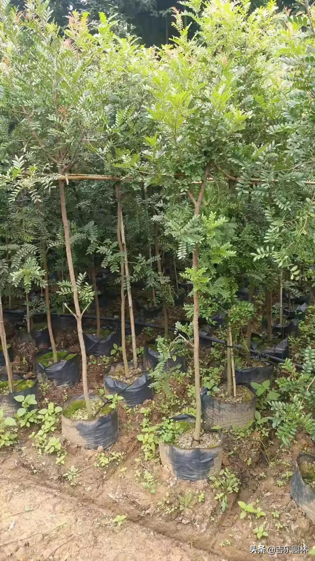 苗木最新資訊，繁榮背后的脈絡(luò)與影響全解析