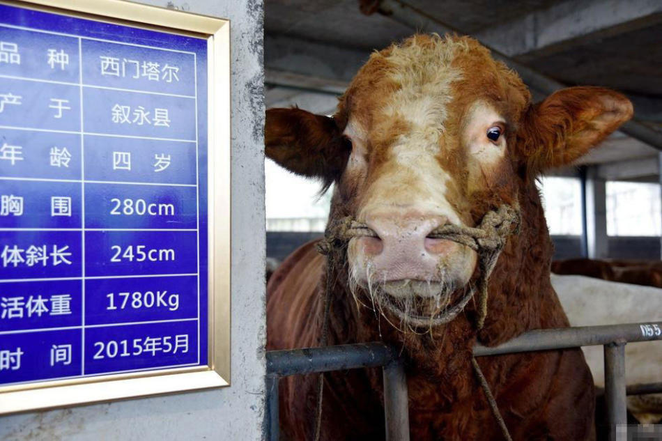 新澳門彩2024四不像圖片,揭秘APEC_GVW35.157便攜版