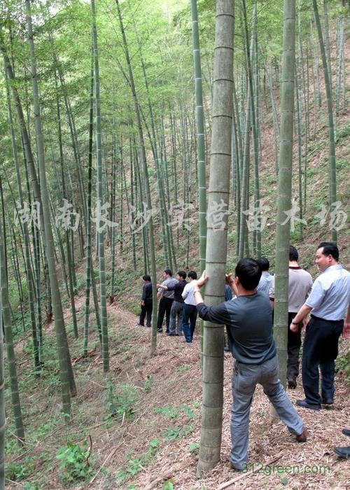 最新毛竹價(jià)格獲取指南，全面了解毛竹市場(chǎng)行情