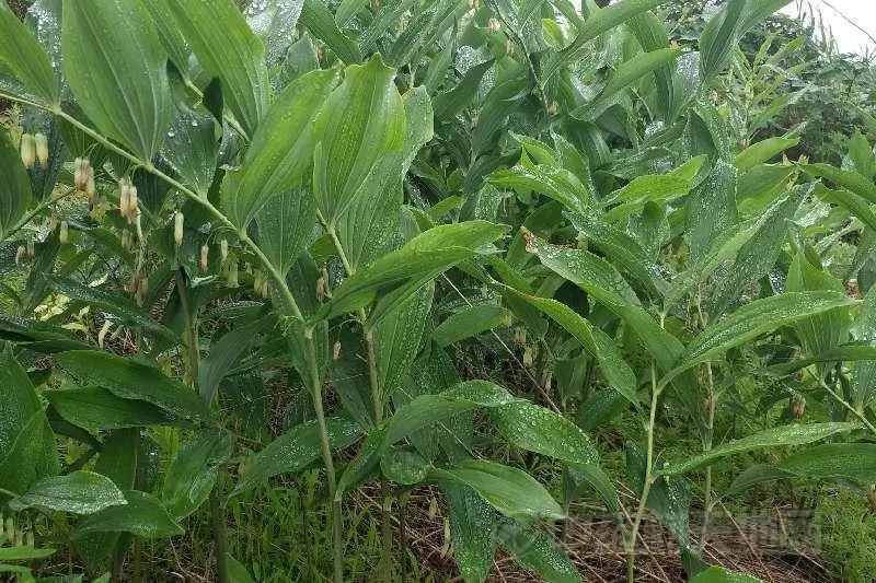 最新前胡價(jià)格動(dòng)態(tài)，變化中的學(xué)習(xí)成就自信與成就感之源